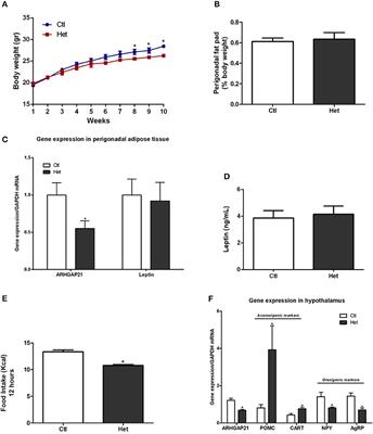 Whole-Body ARHGAP21-Deficiency Improves Energetic Homeostasis in Lean and Obese Mice